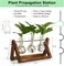 Plants Propagation Stations Hydroponic Plant Transparent Vases Pot Home Decor